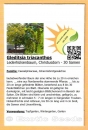 Gleditsia triacanthos * Lederhülsenbaum * Christusdorn * 30 - 1.000 Samen
